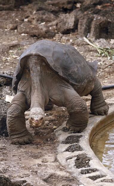 Fotografía del 18 de junio de 2009, para EL UNIVERSAL. Nunca se confirmó la edad certera del Solitario George, pero sus cuidadores y especialistas pronosticaron más de 100 años de vida. Foto: Luis Cortés/EL UNIVERSAL.