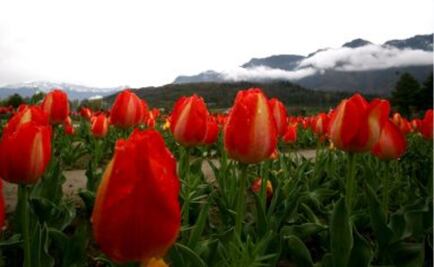 Xochimilco adornará Catedral para visita de Papa