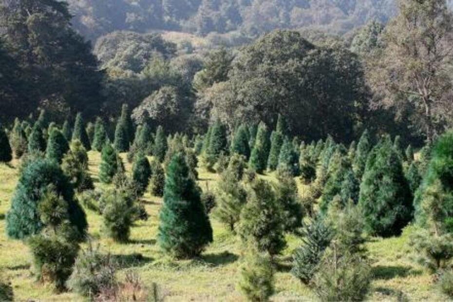 6 villages in Mexico to spend a holly, jolly Christmas