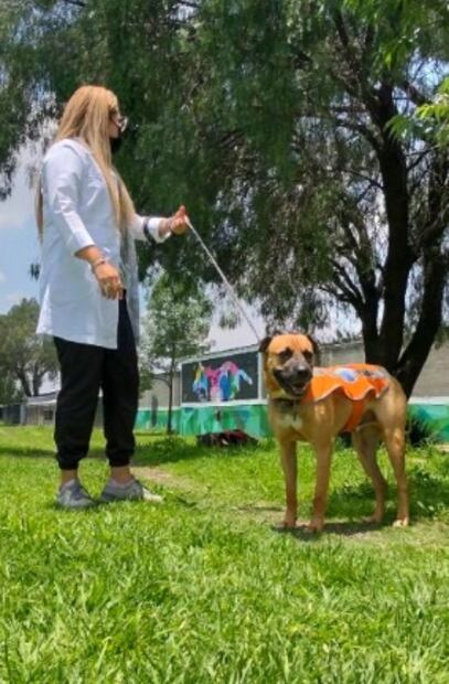 Elmar, el perro rescatado del Metro CDMX que ahora ayuda a niños con necesidades especiales