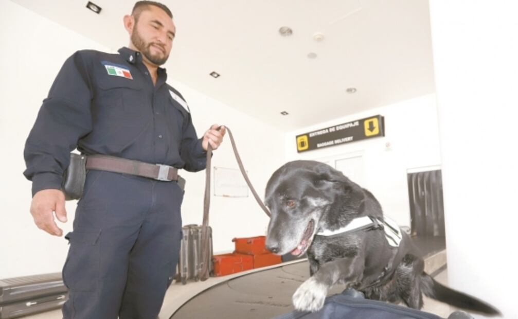 Perros antiplagas, con segunda vida