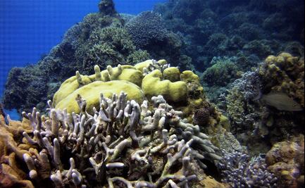 El futuro de los arrecifes para 2100 es "sombrío", pueden quedarse sin hábitats
