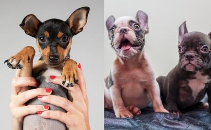 Los 10 nombres de perritas más bonitos y originales