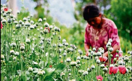 Aumentan en el país los plantíos de amapola