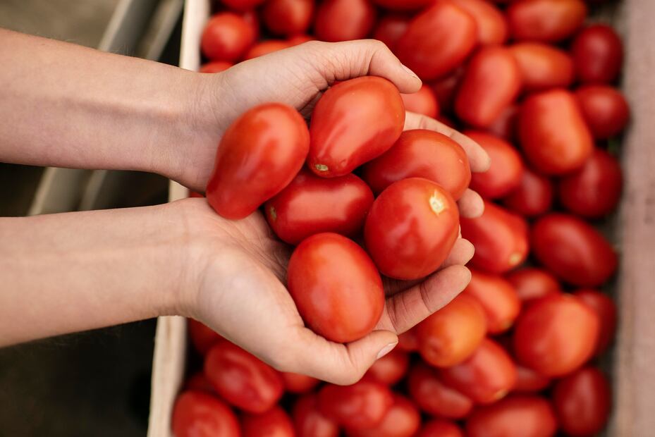 El jitomate tiene muchos benéficos, aún si se come crudo. Foto: Freepik