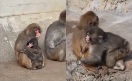 VIDEO: captan primer abrazo a “Punch”, mono bebé viral; así fue el conmovedor momento