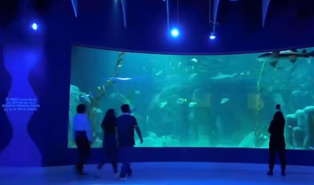 Foto: Facebook (Acuario Michin Ciudad de México)