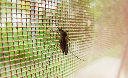 Por qué los mosquitos de la malaria se han vuelto más resistentes a insecticidas 