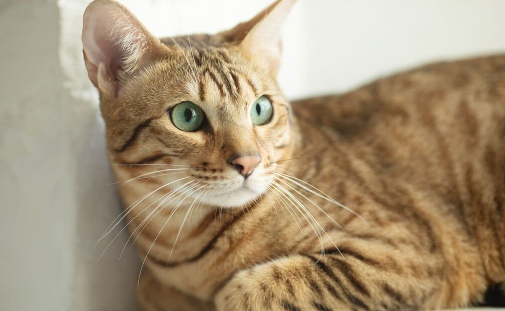 Los gatos pueden desarrollar estrés y ansiedad. / Foto: Especial.