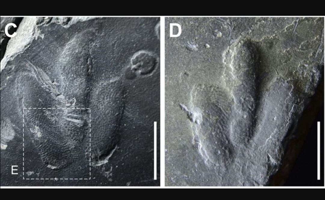 Foto: Scientific Reports / Kyung Soo Kim et al. vía Europa Press