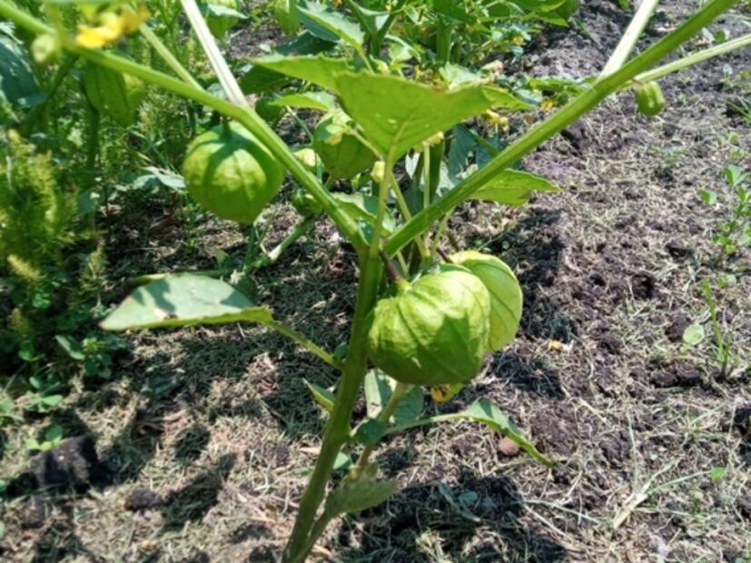 Las chinampas, la opción más sustentable para la alimentación chilanga
