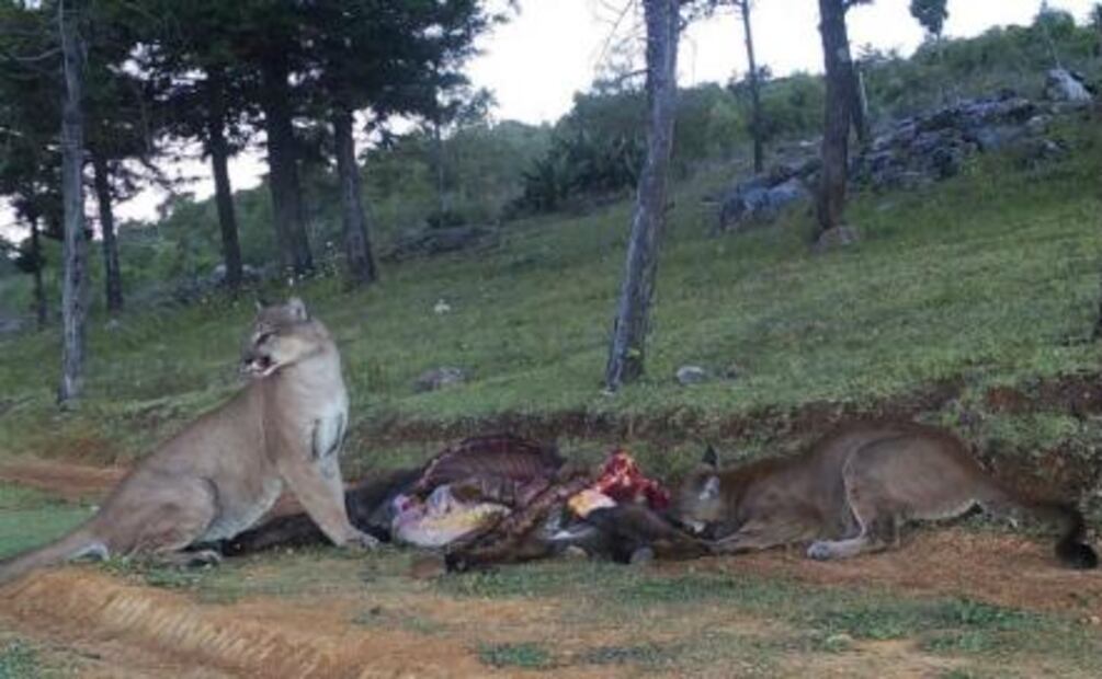 Pumas se han tragado tres animales de patio en Hidalgo, se quejan pobladores