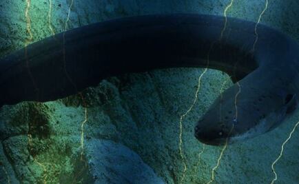 Hallan a la anguila más potente del reino animal, en la Amazonía