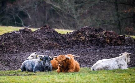 Conoce a las vacas azules, una pintoresca raza que se salva de la extinción