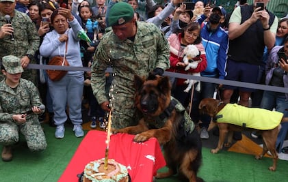 Arkadas, el pastor Alemán que donó Turquía a México, cumple un año con fiesta en Campo Marte