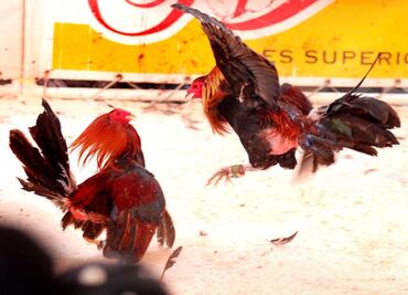 SCJN avala prohibición de pelea de gallos en Veracruz