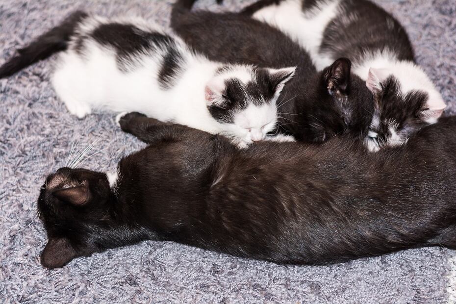 Gatos. Fuente: Pixabay