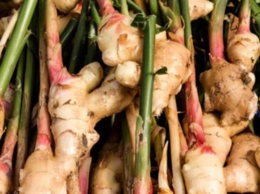Cultiva tu propio jengibre en casa