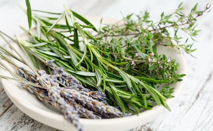 Cuál es la planta aromática ideal para fortalecer la salud cerebral, según Harvard