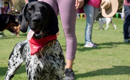 Spend a fun-filled day with your dog at an ecological park