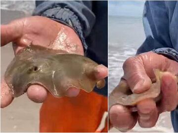Mutilan mantarrayas por turistas: ecologistas protestan