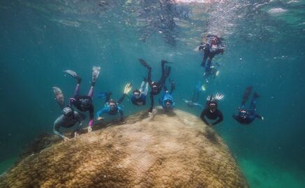 Descubren coral "resiliente" de hace más de 400 años