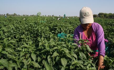 Muere mujer jornalera por hemorragia en Sinaloa; estaba embarazada