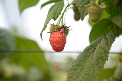 Sader replicará proyectos agrícolas para generar empleos