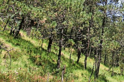 Six Flags desiste de tala; reubicará nuevo juego