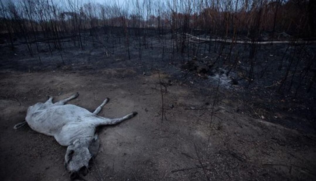 Días sin sol y problemas respiratorios, así se vive por los incendios en la Amazonia