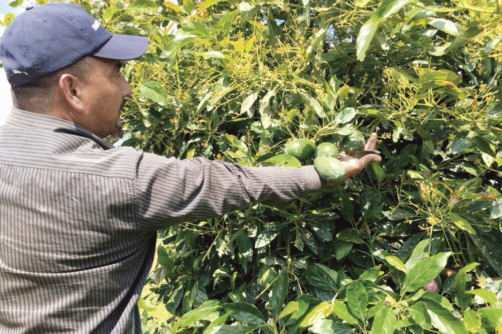 De acuerdo con la Asociación de Productores Exportadores de Aguacate de Jalisco, en 2016 la cosecha de 120 mil toneladas de aguacate dejó una derrama económica de 2 mil 500 mdp (CARLOS ARRIETA)