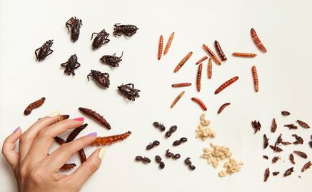 Conoce algunos insectos comestibles mexicanos