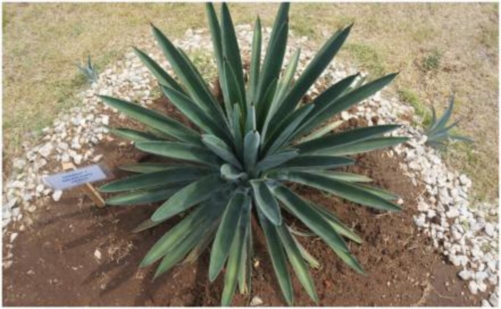 Sin maguey no hay mezcal