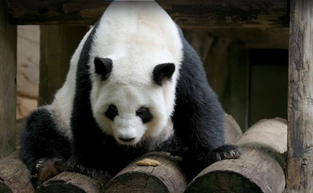 Uno de los pandas gigantes en el Zoológico de Atlanta antes de regresar a China. (18/12/24) Foto: Captura de video de Atlanta Zoo