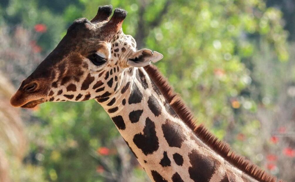 Benito, que sufría de altas temperaturas en Ciudad Juárez, fue llevado al santuario de Africam Safari.