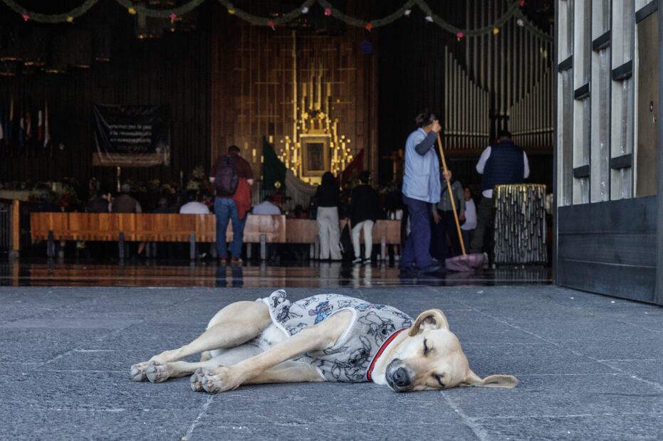 La Agencia de Atención Animal, la Brigada de Vigilancia Animal, así como las alcaldías Gustavo A. Madero y Venustiano Carranza dieron atención a alrededor de un centenar de lomitos.(Foto: Yaretzy M. Osnaya/ EL UNIVERSAL)