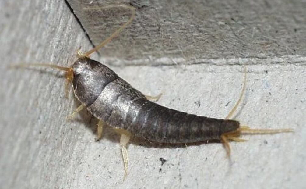 Los pececillos de plata son pequeños insectos que pueden convertirse en una gran molestia para cualquier hogar. 
Foto: Pixabay