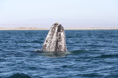 Se duplica el número de ballenas azules en BCS