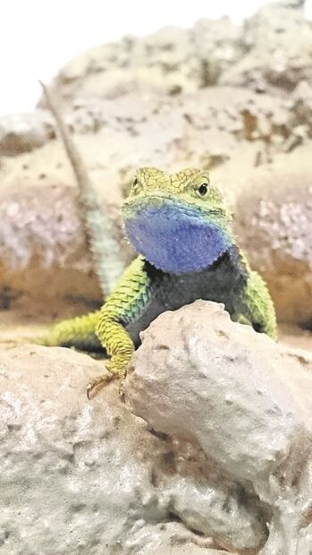 En riesgo, nueve tipos de lagartijas