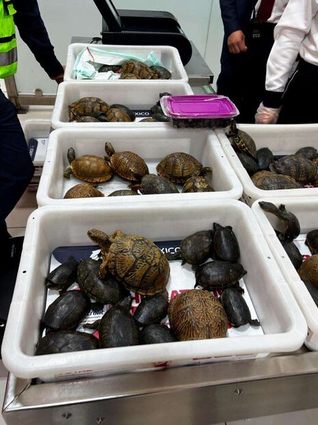 Profepa detiene tráfico de más de 100 tortugas y ranas a Tokyo. Foto: Profepa