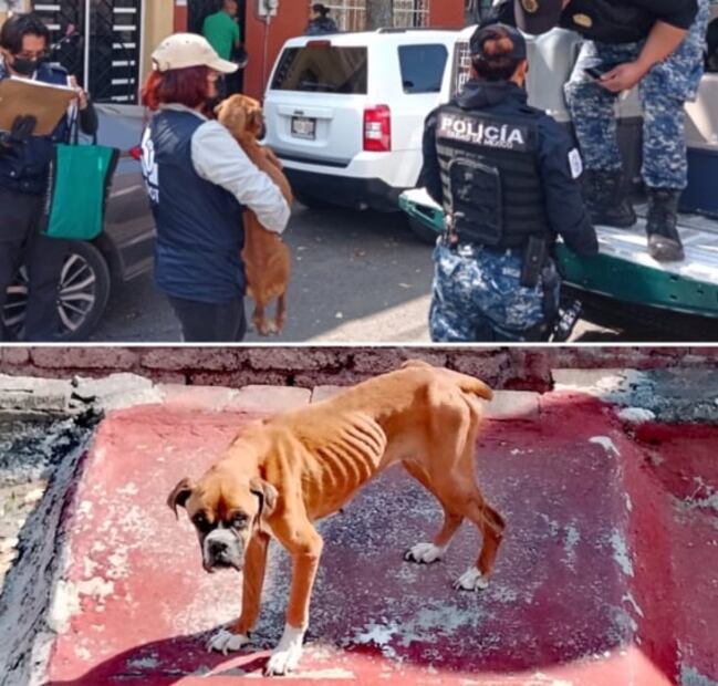 Rescatan a Luna, perrita boxer abandonada en una azotea de la alcaldía Cuauhtémoc
