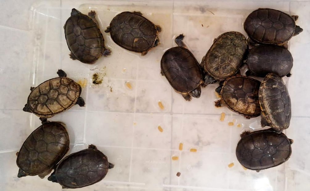 FGR y Profepa aseguran más de 2 mil tortugas en malas condiciones en Jalisco. Foto: Especial