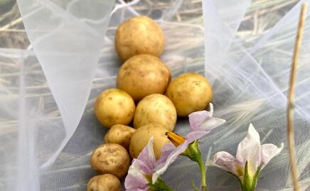 3 mascarillas caseras con papa para tener un cutis radiante