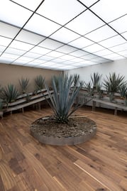 Inauguran museo del tequila en la CDMX