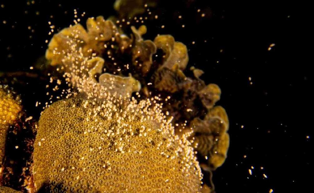 ¿Cómo influye la luna llena en los animales nocturnos? (Foto: Parques Nacionales Naturales)