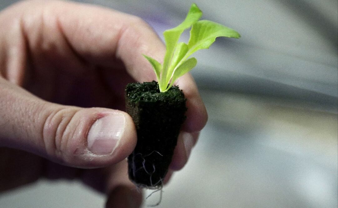 According to the program, growers will be paid 4,500 pesos a month while another 500 will be put in a savings fund to support local communities - Photo: Steven Senne/AP