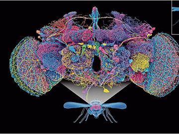 Cartografían el cerebro completo de la mosca de la fruta