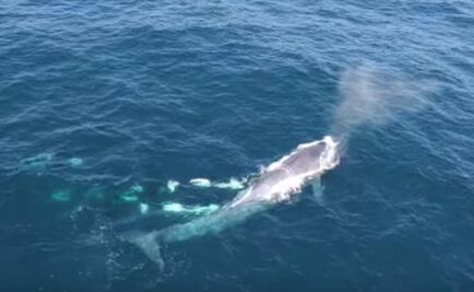 Captan ataque de orcas en contra de ballena azul