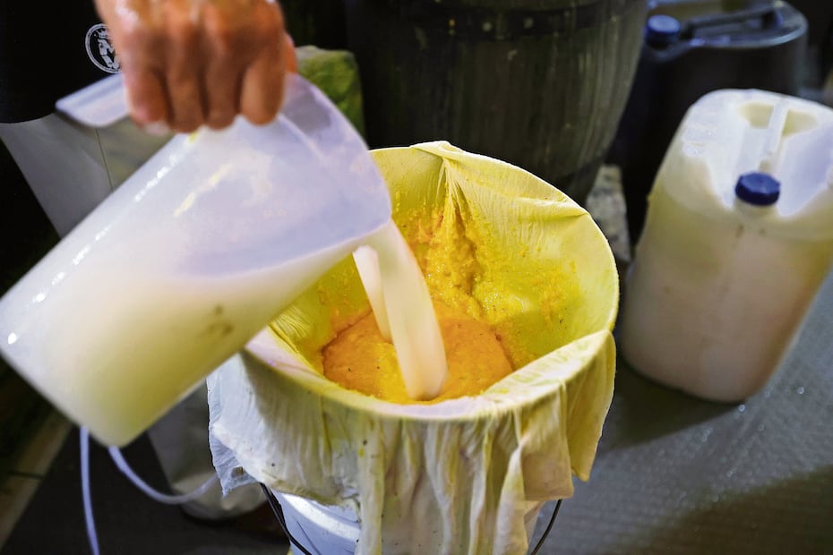 El jicarero vierte el pulque, también conocido como bebida de los dioses, en recipientes de plástico. Foto: Berenice Fregoso | El Universal