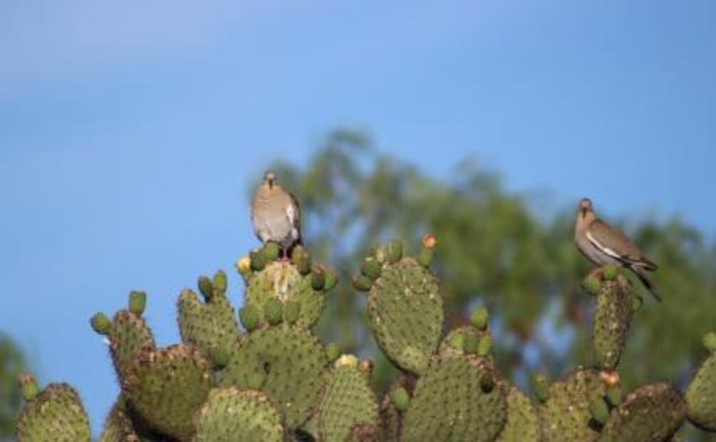 GM recibe certificación por preservar la  biodiversidad